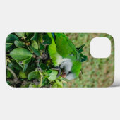 Grüner Papagei Case-Mate iPhone Hülle (Rückseite (Horizontal))