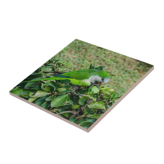 Grüner Papagei Fliese (Seite)