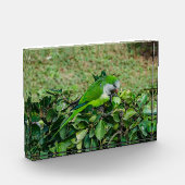 Grüner Papagei Fotoblock (Links)