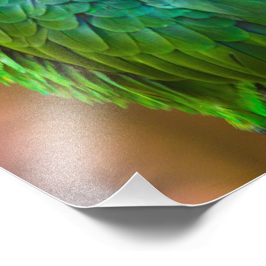 Grüner Papagei Fotodruck (Ecke)