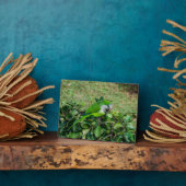 Grüner Papagei Fotoplatte (Seite)