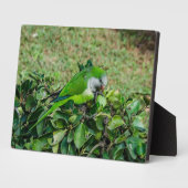 Grüner Papagei Fotoplatte (Seite)