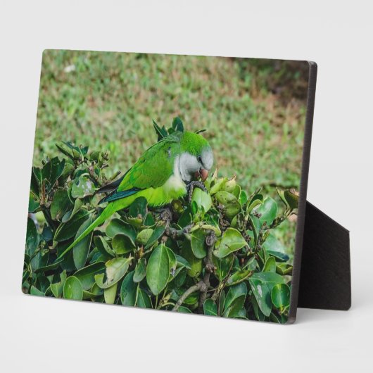 Grüner Papagei Fotoplatte (Seite)