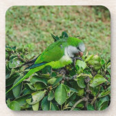 Grüner Papagei Getränkeuntersetzer (Vorderseite)