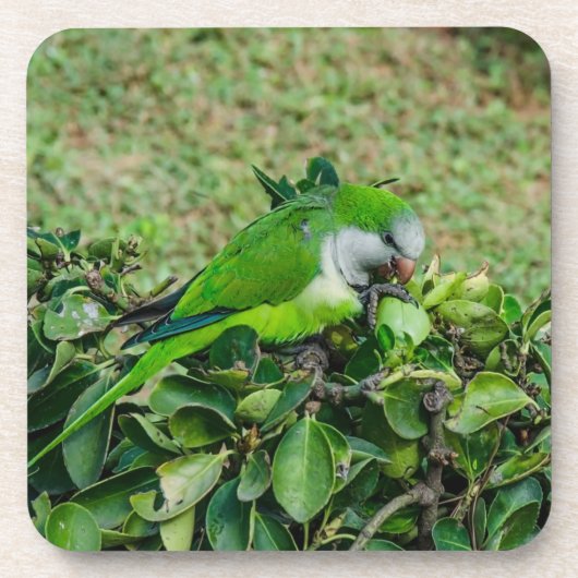 Grüner Papagei Getränkeuntersetzer (Vorderseite)