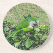 Grüner Papagei Getränkeuntersetzer (Vorne)