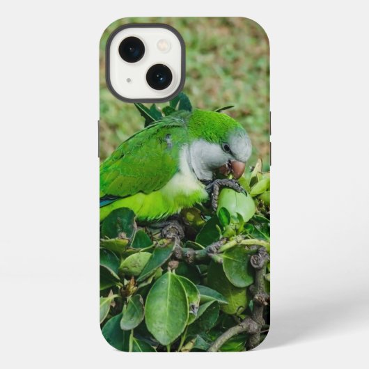 Grüner Papagei iPhone Hülle (Rückseite)