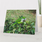 Grüner Papagei Karte (Rückseite)