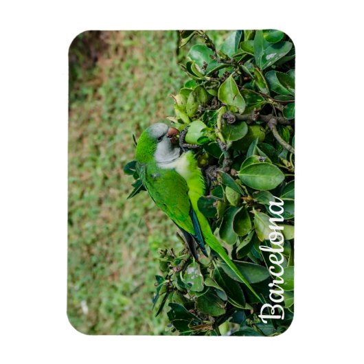 Grüner Papagei Magnet (Vertikal)