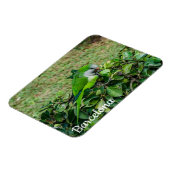 Grüner Papagei Magnet (Linke Seite)