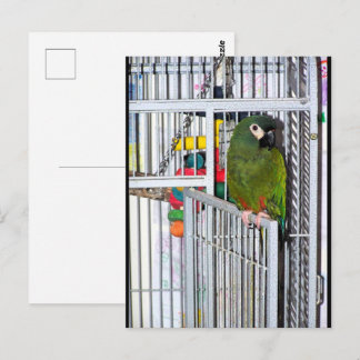 Grüner Papagei-Porträt Postkarte