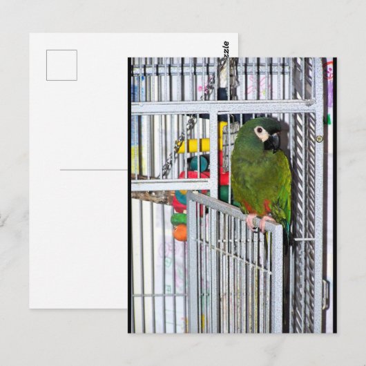 Grüner Papagei-Porträt Postkarte (Vorne/Hinten)