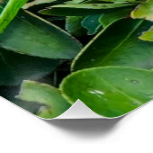 Grüner Papagei Poster (Ecke)