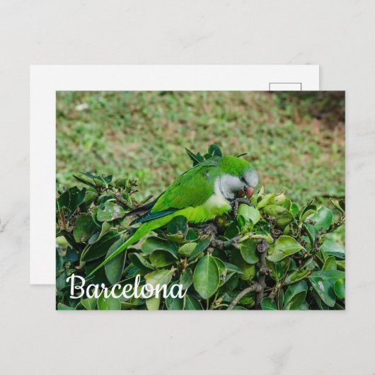 Grüner Papagei Postkarte (Vorne/Hinten)