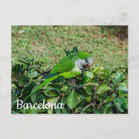 Grüner Papagei Postkarte (Vorderseite)
