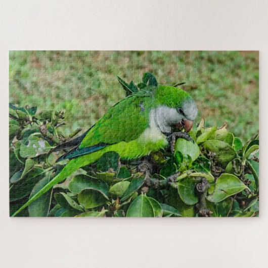 Grüner Papagei Puzzle (Horizontal)