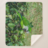 Grüner Papagei Sherpadecke (Vorderseite)