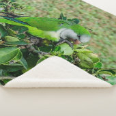 Grüner Papagei Sherpadecke (3/4)