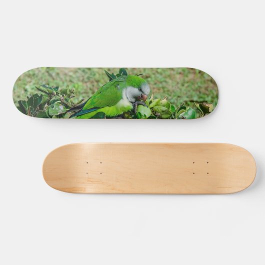 Grüner Papagei Skateboard (Horizontal)