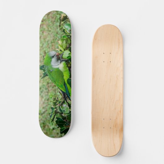 Grüner Papagei Skateboard (Vorderseite)