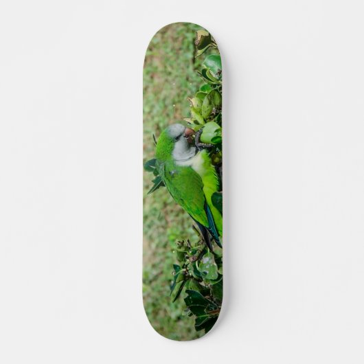 Grüner Papagei Skateboard (Vorne)