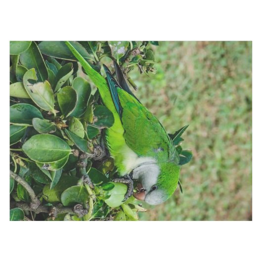 Grüner Papagei Tischdecke (Vorderseite (Horizontal))