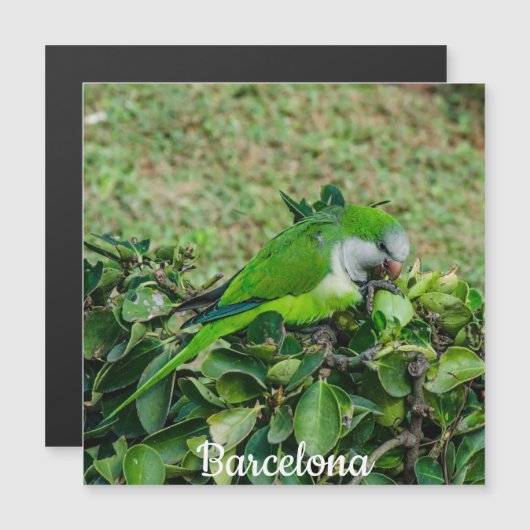 Grüner Papageienmagnet Magnetkarte (Vorne/Hinten)