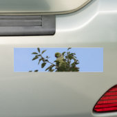 Grüner Paraketit Autoaufkleber (Auf Auto)