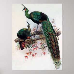 Grüner Pfau, Pavo muticus, 1872 Monografie von Pha Poster