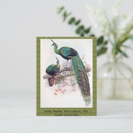 Grüner Pfau, Pavo muticus, 1872 Monografie von Pha Postkarte (Stehend Vorderseite)