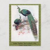 Grüner Pfau, Pavo muticus, 1872 Monografie von Pha Postkarte (Vorderseite)