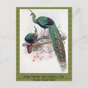 Grüner Pfau, Pavo muticus, 1872 Monographie der Ph Postkarte
