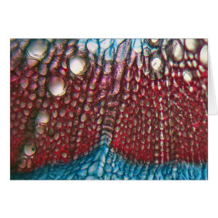 Grüner Pfeffer unter dem Mikroskop