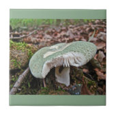 Grüner Pilz - Russula crusosa Fliese (Vorderseite)