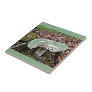 Grüner Pilz - Russula crusosa Fliese