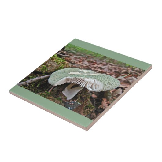 Grüner Pilz - Russula crusosa Fliese (Seite)