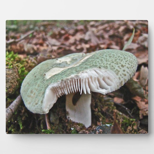 Grüner Pilz - Russula crusosa Fotoplatte (Vorderseite)