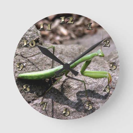 Grüner Preying Mantis auf einem Felsen Runde Wanduhr (Vorderseite)