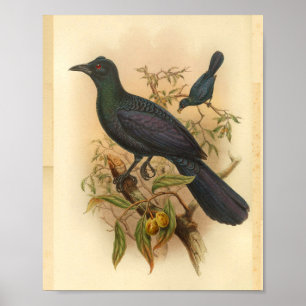 Grüner Purpur Manucode Vintage Vogel Druck Poster