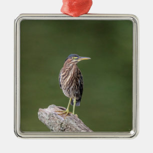 Grüner Reiher auf einem Baumstamm Silbernes Ornament