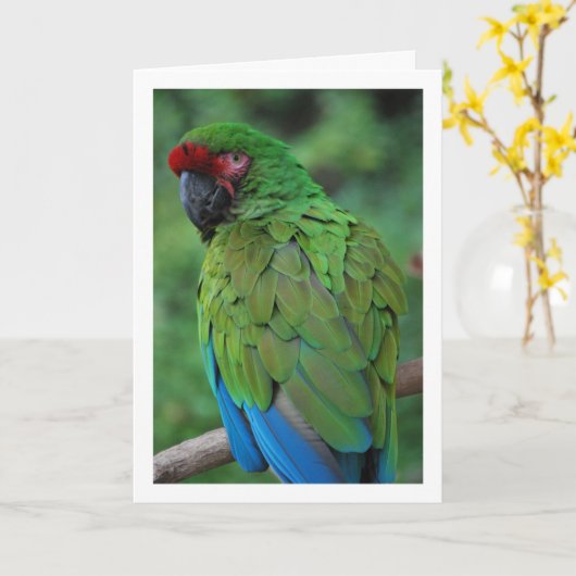 Grüner Rot und Blauer Papagei Karte (Gelbe Blume)