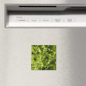 Grüner Salat Magnet (In Situ (Geschirrspüler))
