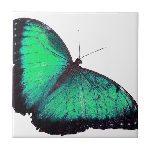 Grüner Schmetterling Fliese (Vorderseite)