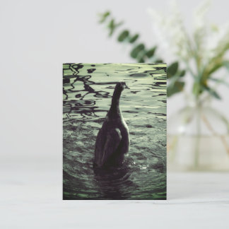 Grüner Schwarzer Foto Duck Postkarte