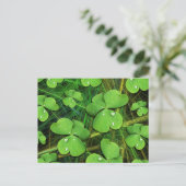 Grüner Shamrock St. Patrick's Day Postkarte (Stehend Vorderseite)