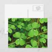 Grüner Shamrock St. Patrick's Day Postkarte (Vorne/Hinten)