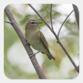 Grüner Singvogel in Kanada Quadratischer Aufkleber (Vorderseite)