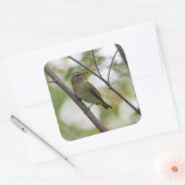 Grüner Singvogel in Kanada Quadratischer Aufkleber (Umschlag)