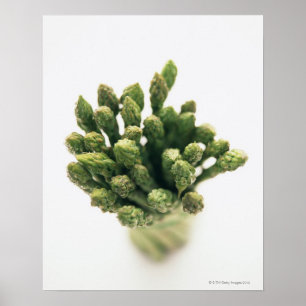 Grüner Spargel Poster