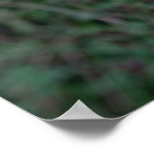 Grüner Strauch mit roten Beeren Poster (Ecke)